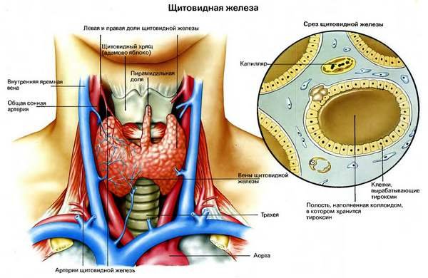 Щитовидная железа